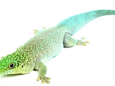 Female Standingi Gecko