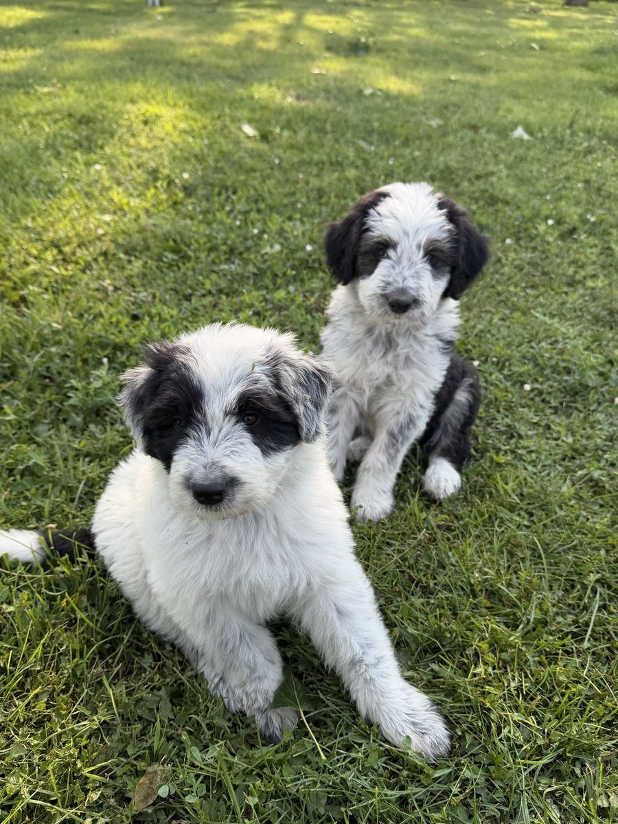 Old English Sheepdog / Idaho Shag
