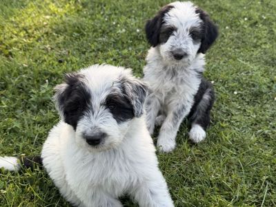 Old English Sheepdog / Idaho Shag