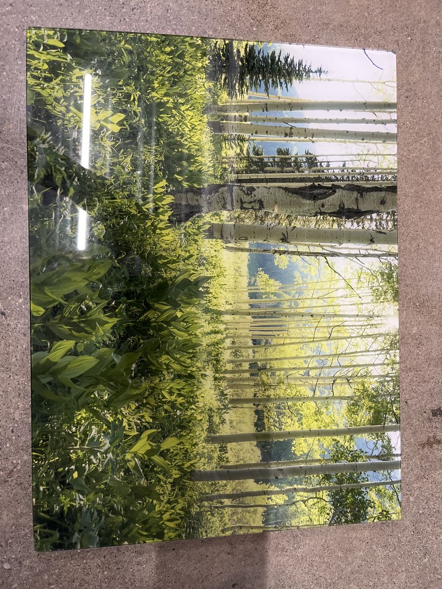 Aspen Tree Forest Landscape Glass Wall Art Decor