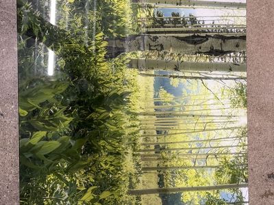 Aspen Tree Forest Landscape Glass Wall Art Decor