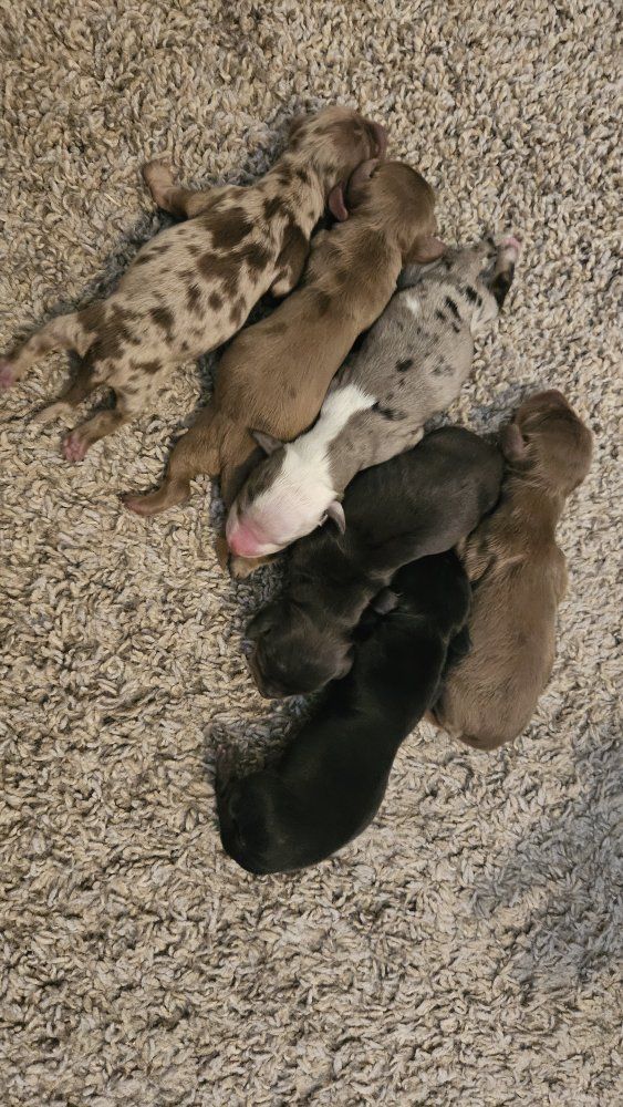 Mini Dachshund Puppies