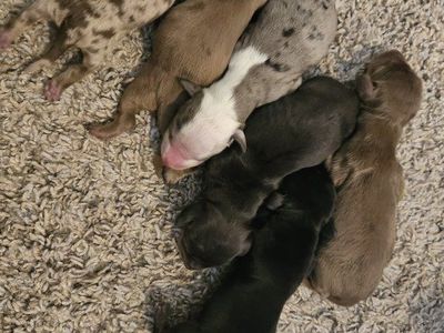 Mini Dachshund Puppies