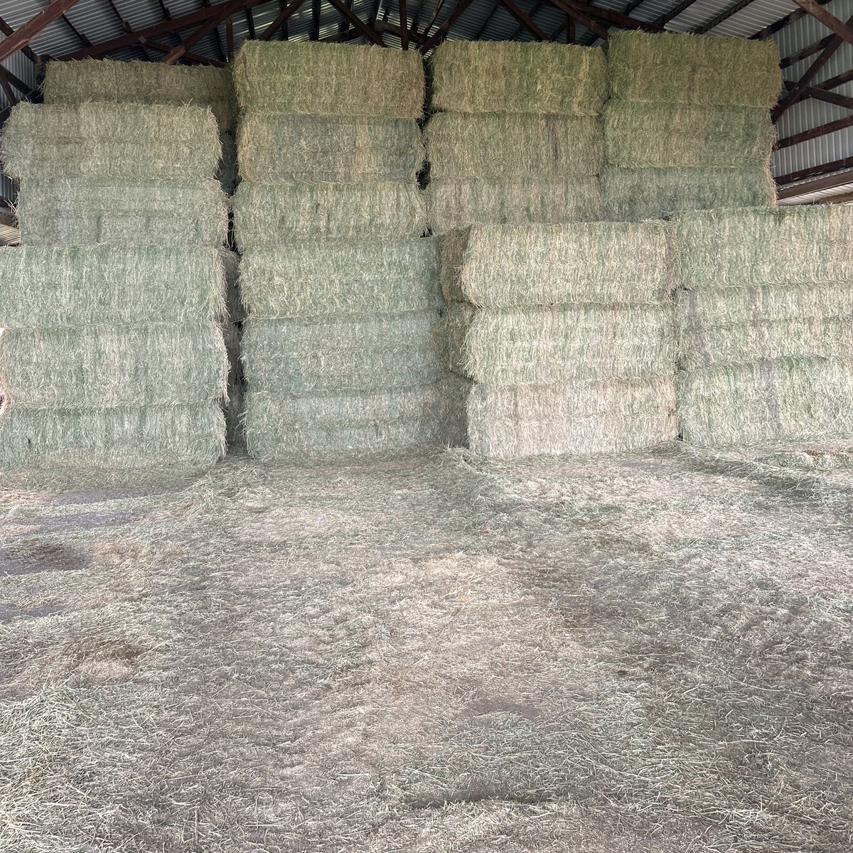 Alfalfa Hay  In 3x4 Bales Sold By Bale Or Ton