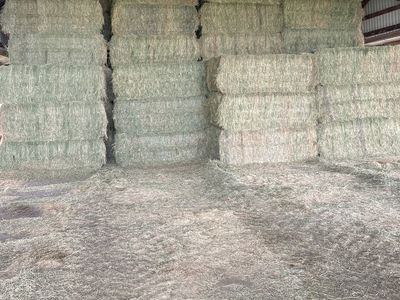 Alfalfa Hay In 3x4 Bales Sold By Bale Or Ton