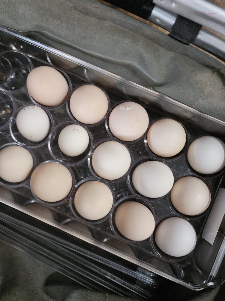 ​Farm Fresh Eggs Available!