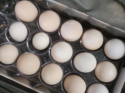 Farm Fresh Eggs Available!