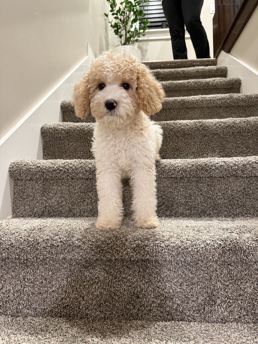 Adorable Cavapoo Puppy