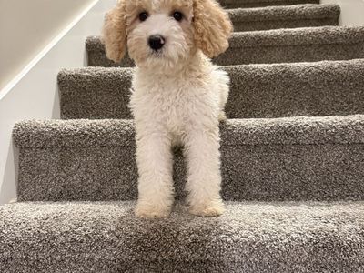 Adorable Cavapoo Puppy