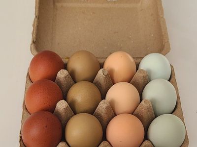 Farm Fresh Eggs