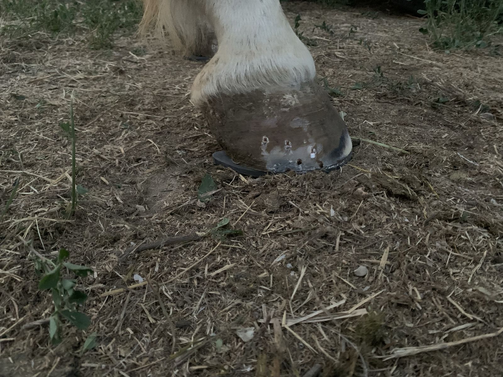 Horse shoeing
