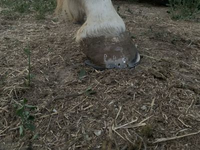 Horse shoeing