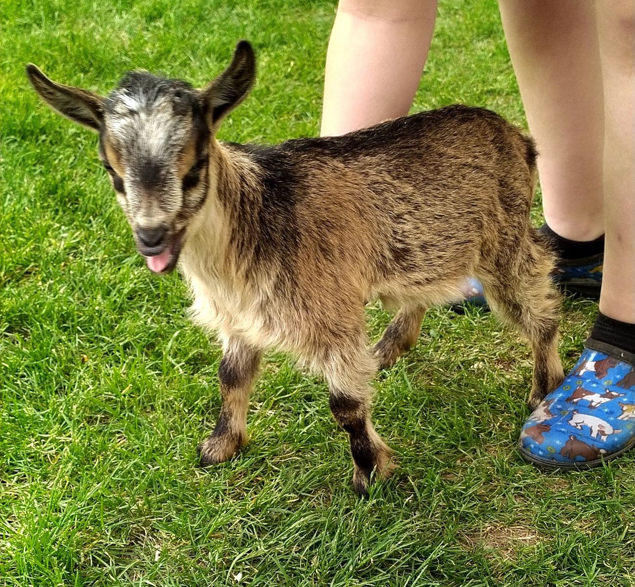 Nigerian Dwarf Female Kid