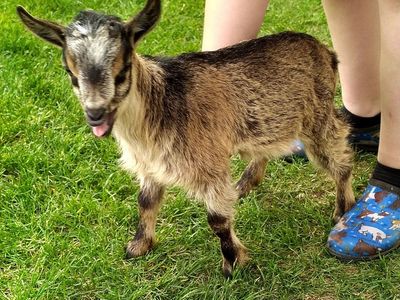 Nigerian Dwarf Female Kid