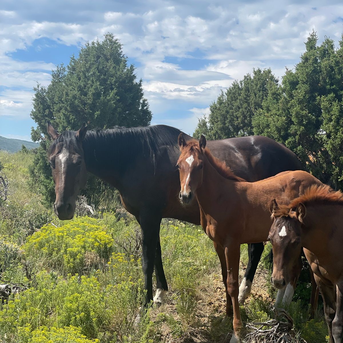 AQHA Brood Mare & Baby W/ High Earning Reiner