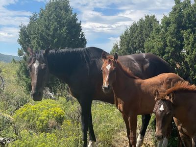 AQHA Brood Mare & Baby W/ High Earning Reiner