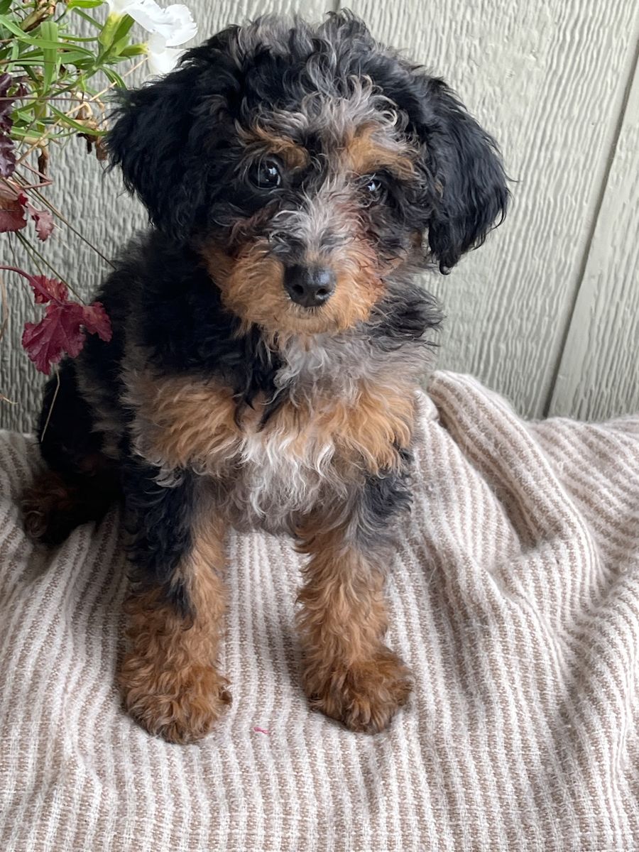 Bernedoodle *poodle