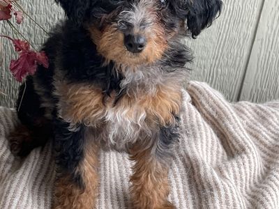 Bernedoodle *poodle