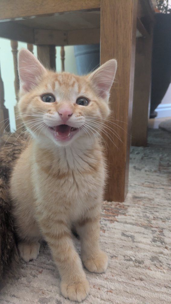 Sweet & Friendly Male Kitten/So Playful