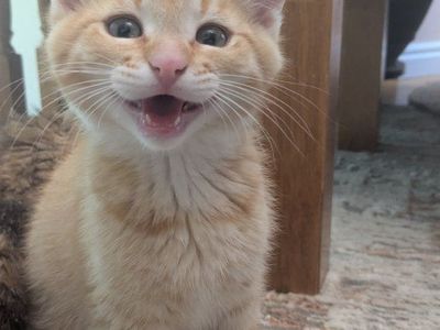 Sweet & Friendly Male Kitten/So Playful