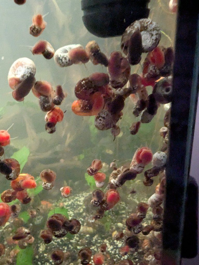Freshwater Snails 20 for $1