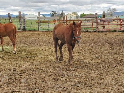 4 yr old Gelding