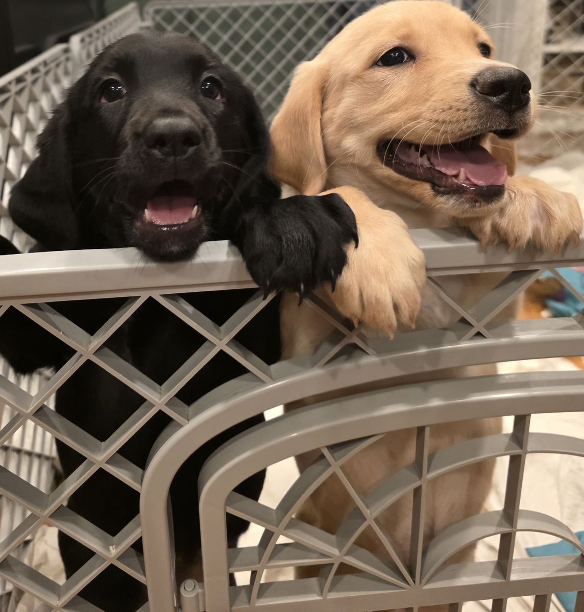 Springador puppies