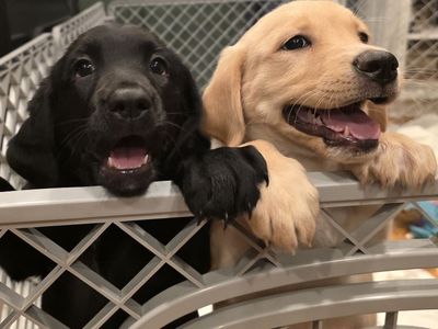 Springador puppies