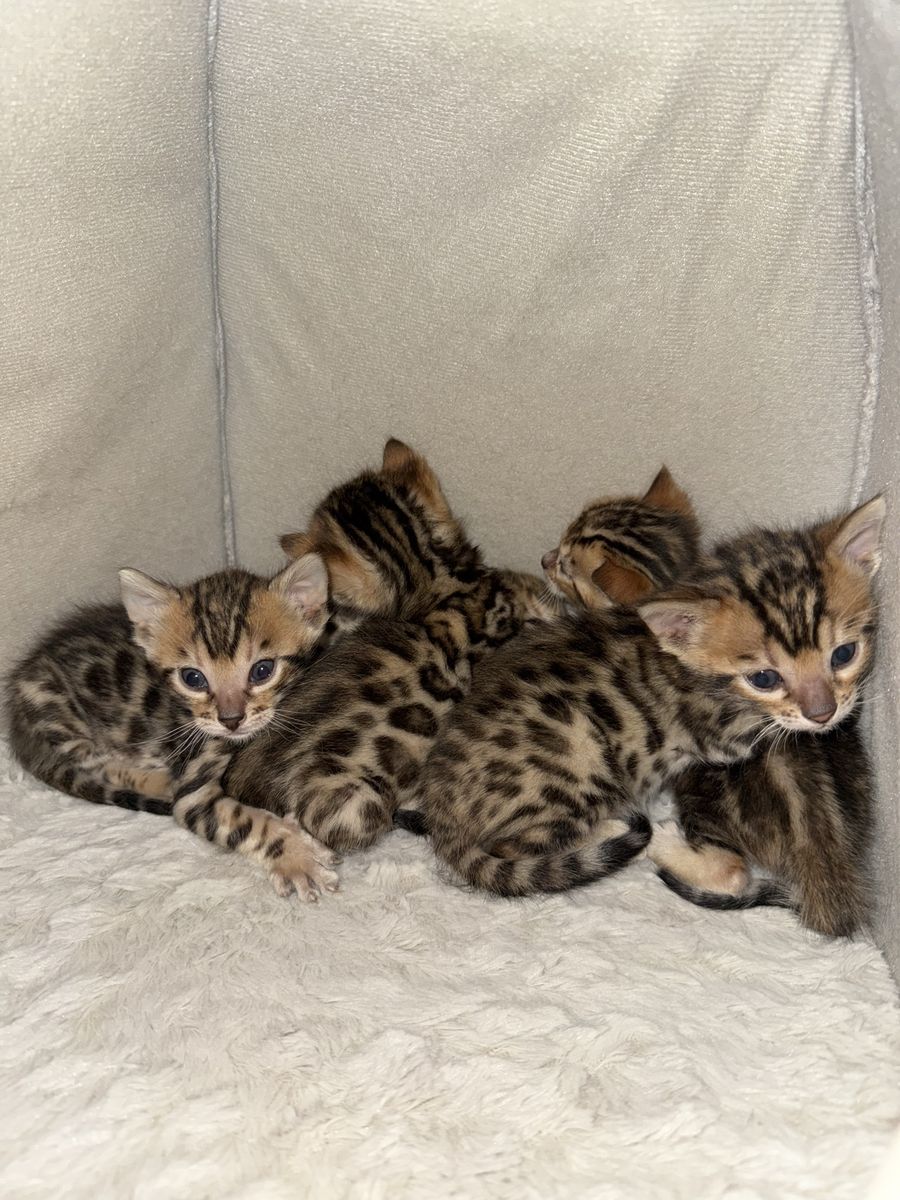 Spotted Bengal Kittens