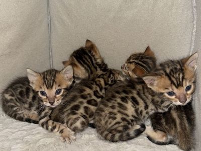 Spotted Bengal Kittens