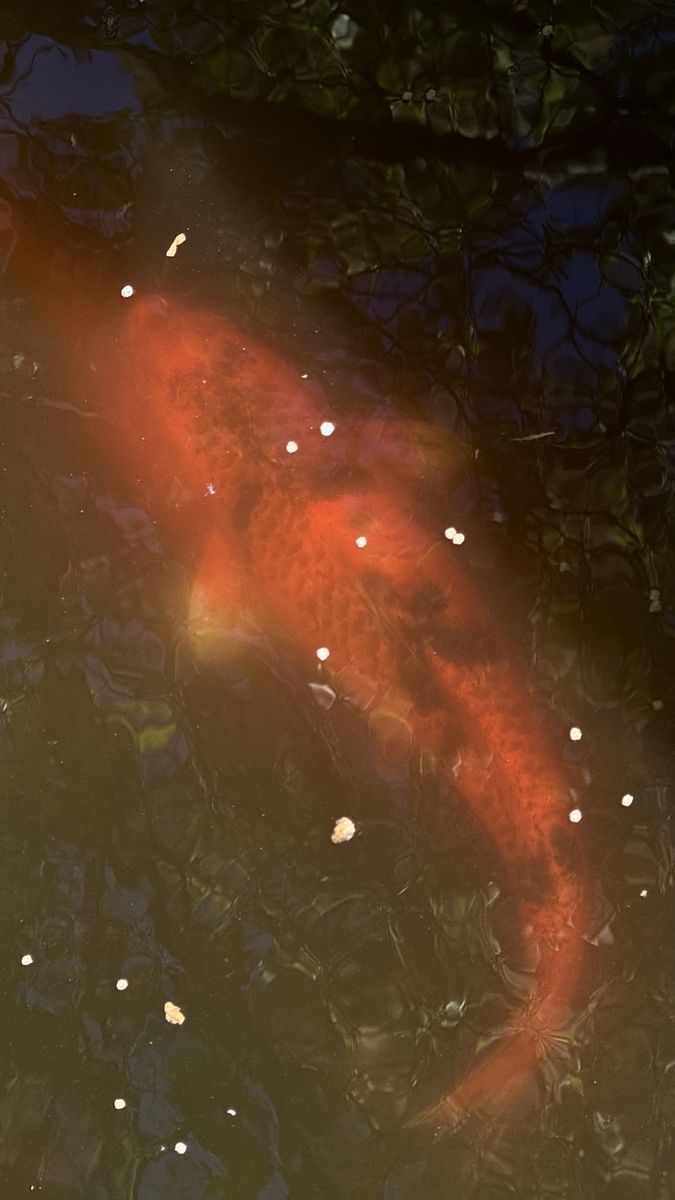 Beautiful Jumbo Koi Fish