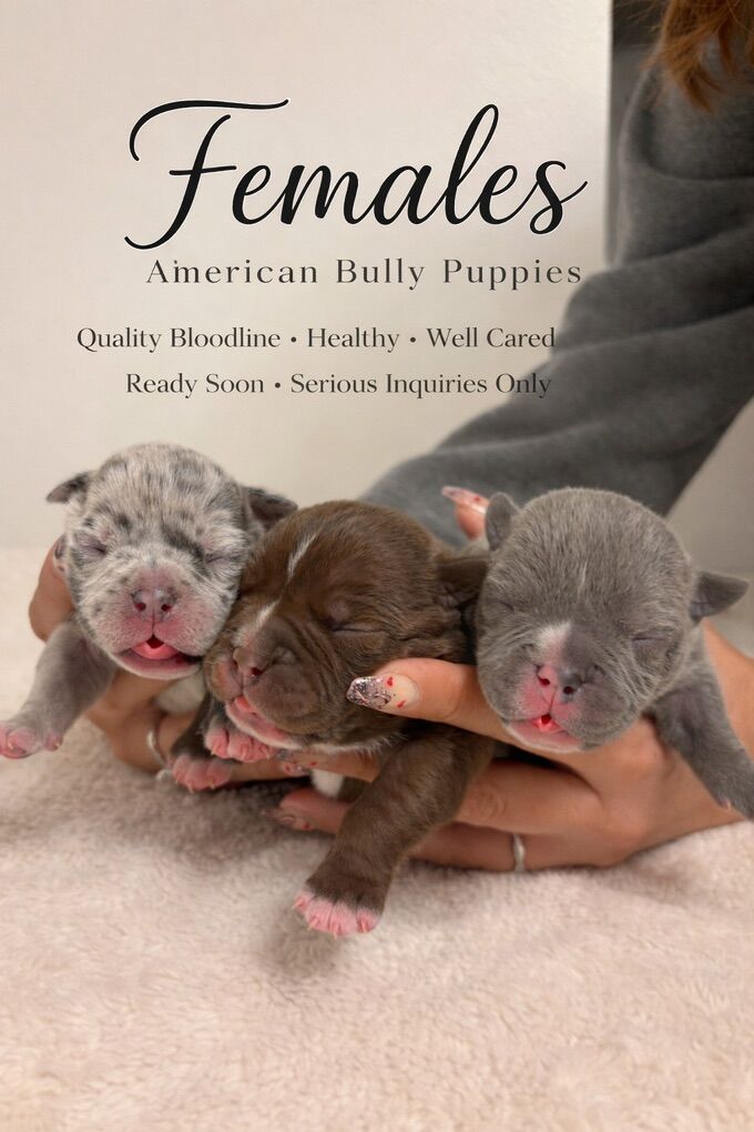 Puppies for Sale — American Bully (Micro/Pocket)