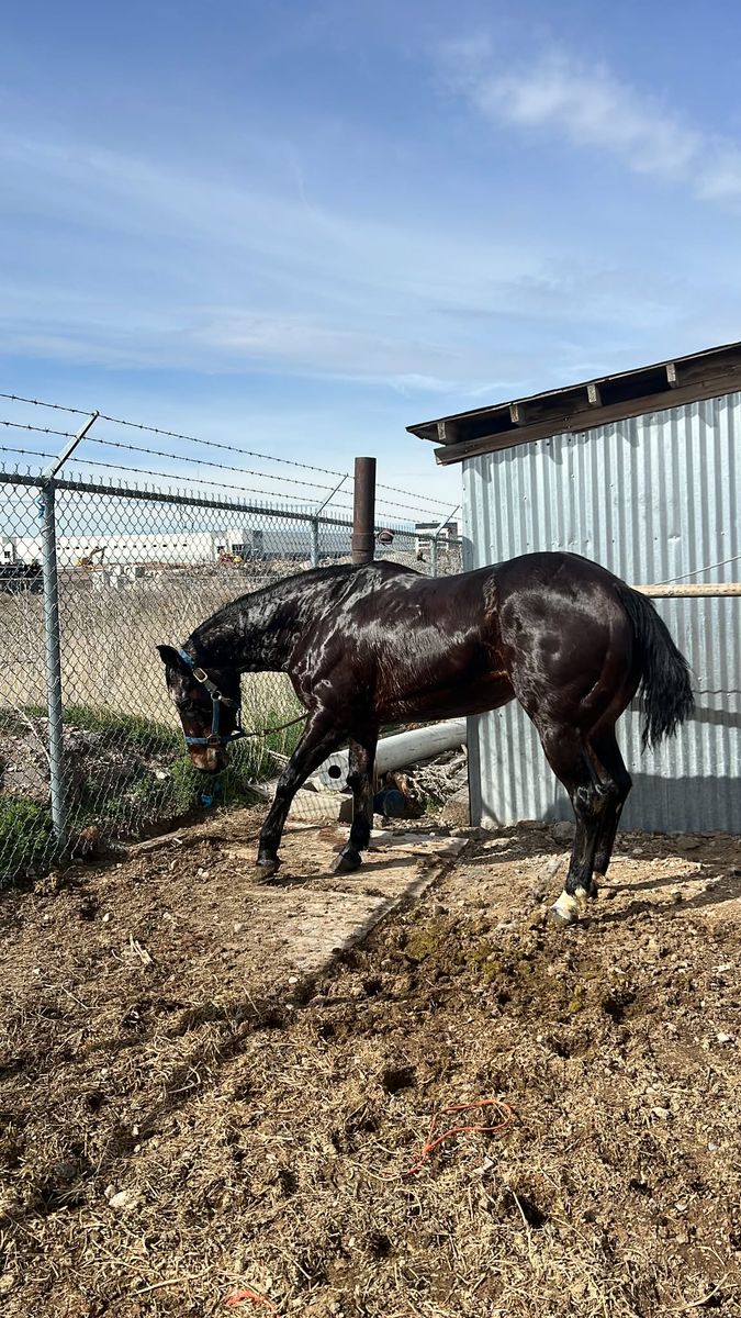 11 Year Old mare