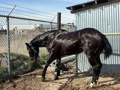 11 Year Old mare