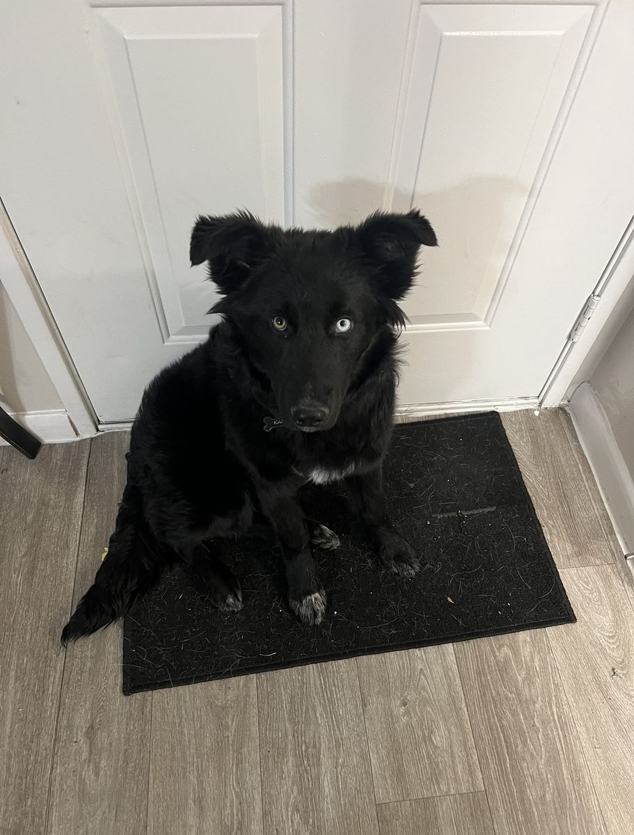 Border Collie