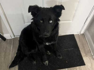 Border Collie