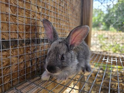 Mighty Meat Rabbits (TAMUK/Harlequin Cross Bunnies)
