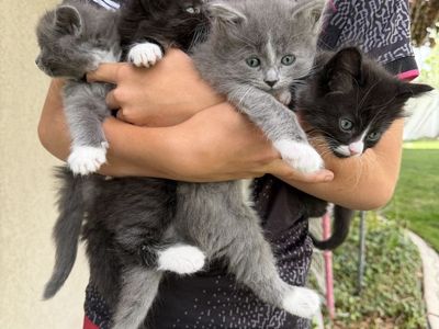 Adorable Long-Haired Kittens! Litter box trained, vaccinated, healthy, and loved!