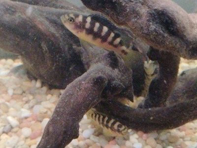 6 cichlids for $10 fantastic deal