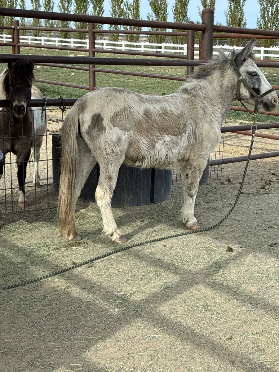 8 year old miniature mule