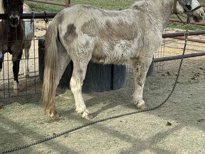 8 year old miniature mule