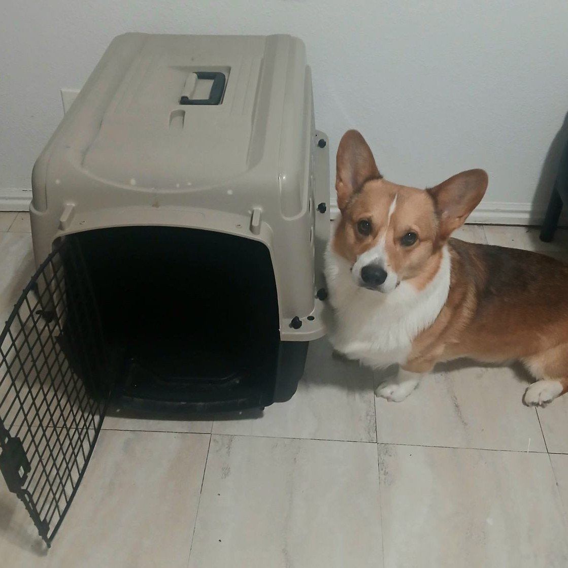 dog kennel