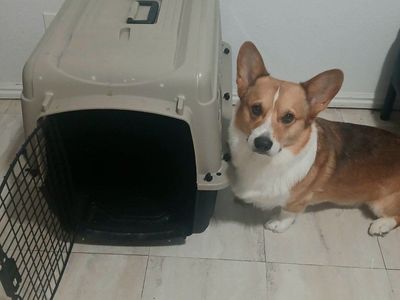 dog kennel