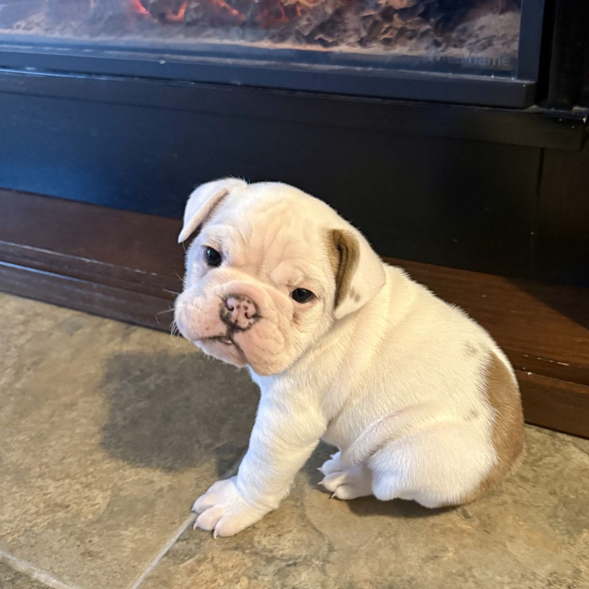 English Bulldog Puppies