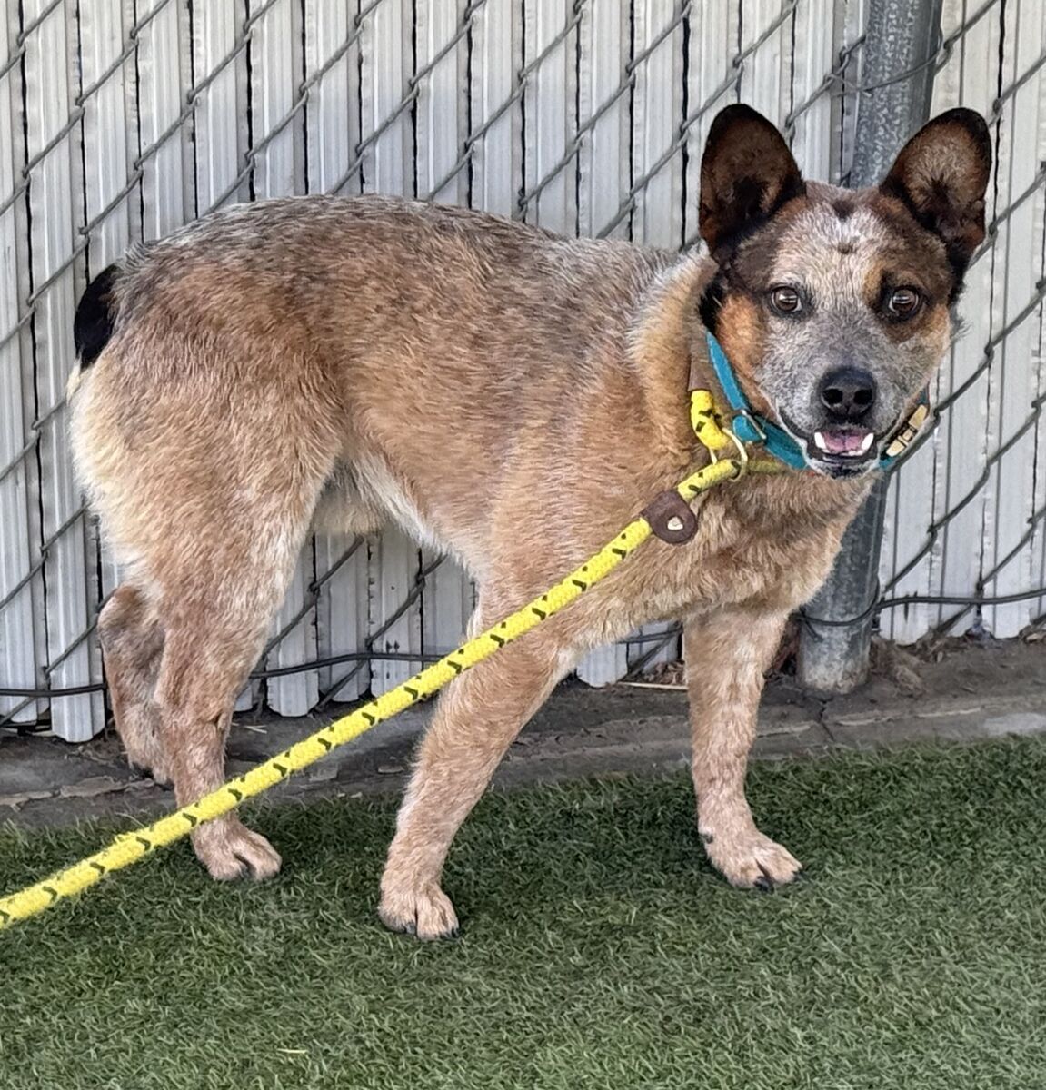 A159898 Canyon is Available for Adoption!