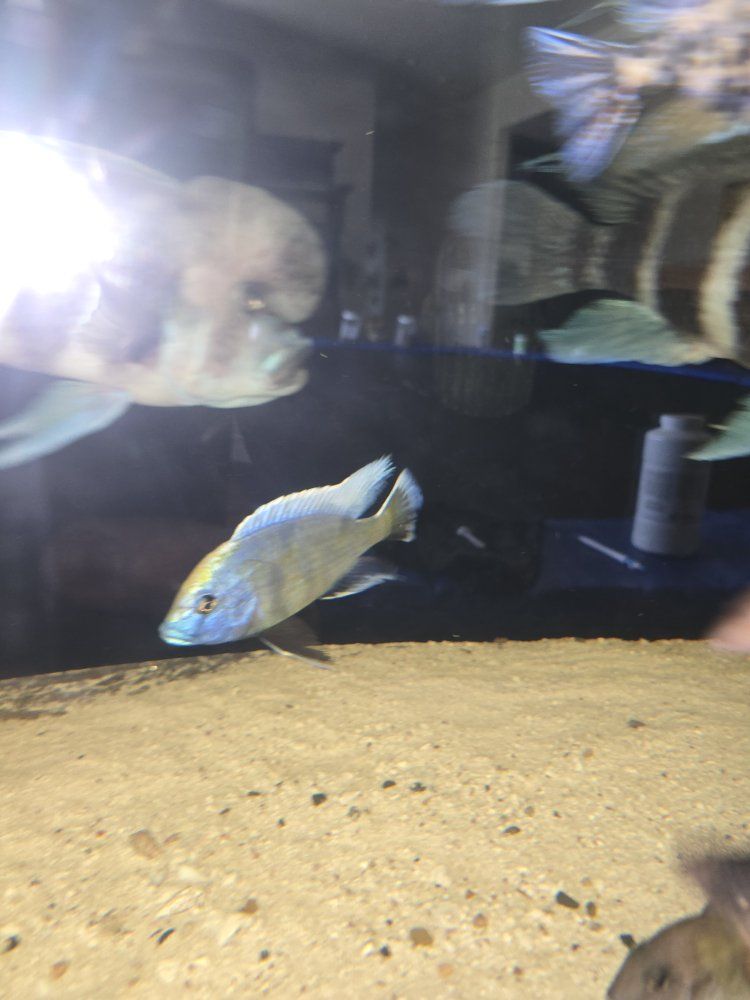 Venusus African Cichlid Fish Live Aquarium Pet