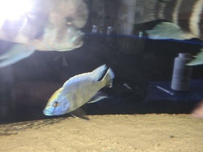 Venusus African Cichlid Fish Live Aquarium Pet