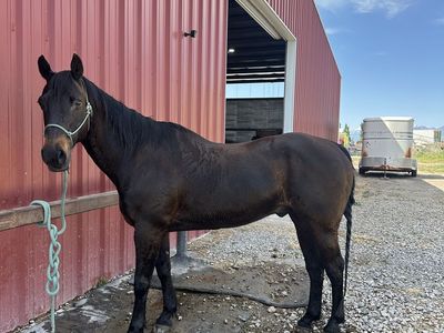 Sweet Bay Gelding