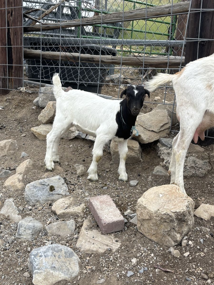 Wether Goats