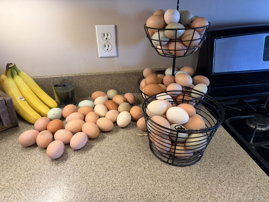 Organic Chicken Eggs